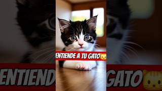 Aprende a entender a tu Gato 🐱