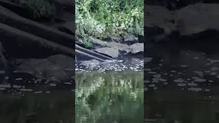 River Dart outfall from water treatment works