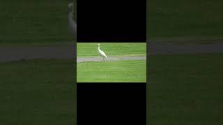 Cattle Egret hunts in the cut grass (Hawaii)(Audio)(Good Quality)