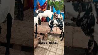 Bakra eid special 🥰🥰#bakraeidspecial #youtubeshort #viral #pets #shorts #goats