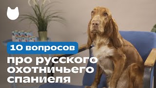 10 вопросов про русского охотничьего спаниеля