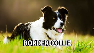 Curiosidades Sobre la Raza BORDER COLLIE