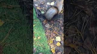 🌸#feeding 🌰🥜#feeding 🐿️#squirrel 🌲#wildlife🌳 #animals #shortvideo 🌈#nature