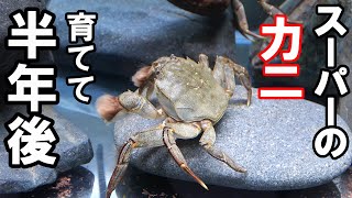 【カニ水槽】スーパーで買った 食材のカニ を育てて半年後！＃ペット