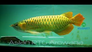 Red Tail Golden RTG Asian AROWANA , Orange Lobster, Parrot Fish