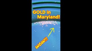 UNBELIEVABLE Gold Discovery in Maryland! #shorts #goldprospecting