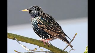 СКВОРЦЫ БЕЖЕНЦЫ Starling refugees