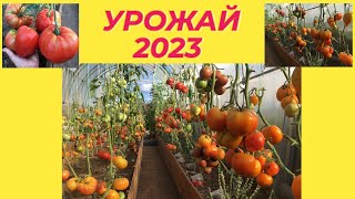 ЭКО ТОМАТЫ от ЕЛЕНЫ НОВИНКИ ЭКЗОТИЧЕСКИХ сортов сезона 2024