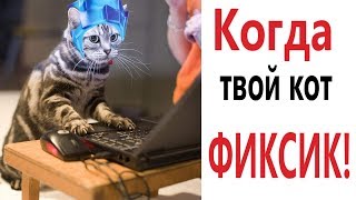 Лютые приколы. КОГДА КОТ ДУМАЕТ, ЧТО ОН ФИКСИК!!! СМЕШНЫЕ КОТЫ! Угар до слёз!! – Domi Show