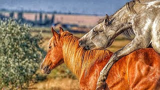 Amazing Stallion Horse Equestrianism | Horse Riding and Horseback Riding!