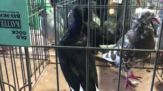 Flying Flights for sale at Rhinebeck Pigeon Show