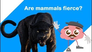 Are mammals fierce?