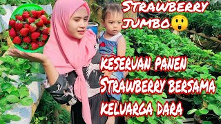 keseruan petik Strawberry 🍓 bersama keluarga dara 😁☝️|| kebun dara