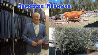 День в майке - день в фуфайке. Огородные дела и шопинг в городе