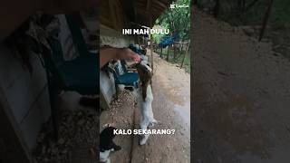 emang boleh sekereen ini #kambing #ternak #viral #farming #goat #fyp #fyptiktok #trending #shorts