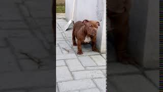 Filhote american Bully