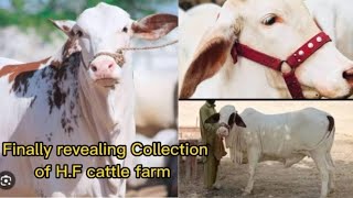 First time dikhai Collection H.F Cattle farm ki | For qurbani 2024