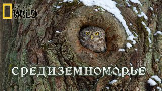 Дикая природа Средиземноморья. Мир природы дикие животные #Документальный фильм. National Geographic