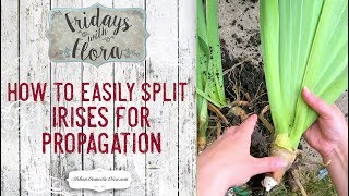 How to Split Irises Easily for Propagation (and a Peek at my Native Garden), FWF Ep. 77