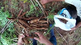 FUI ARRANCAR MANDIOCAS PARA OS PORCOS  I WAS STARTING CASSAVA FOR PIGS