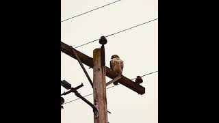 Hawk perched on a pole