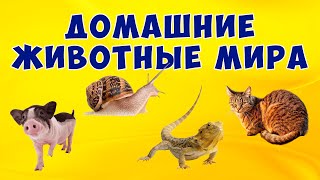 Домашние животные мира | Развивающий мультик об экзотических питомцах | Карточки Домана | Монтессори