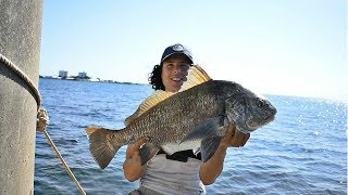 Bridge Fishing For MONSTER Sheepshead & Black Drum Using Crabs