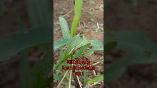 ULAT JAGUNG KENA INSECTISIDA ||PART 1