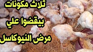 علاج أخطر مرض للفراخ وهو النيوكاسل وب جنيه واحد بس بيقضي علي النيوكاسل ....