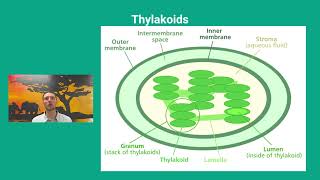 C1.3 Photosynthesis Part 2