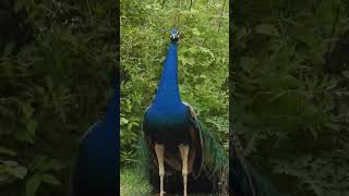 Indian Peafowl calling | National Bird | #shorts #shortsfeed #birds