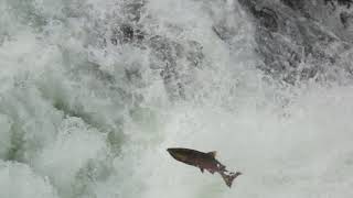 Sol Duc River salmon spawning migration falls jumping 4K