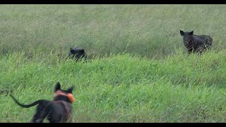 From Try Line to Treeline: Hunting with Cowboys part 4 - Wild Boar Hunting with Dogs