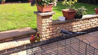 Parakeet and 2 love birds made a break for it out of their cage!