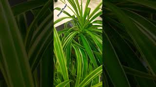 Spider Plant  #indoorplants #indoorplant #spiderplant