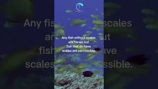 Fish in Islam #islamicvideo