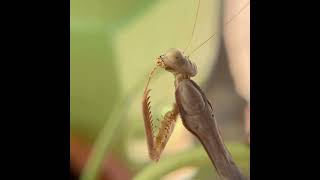 Mantis Cleans Spiderweb from Tibia