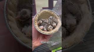 حسون شوتشي الإيطالي chardonneretCarduelis Cardellino _tschusii