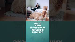 Топ 10 самых экзотических домашних питомцев #домашниеживотные #топ10 #комарик #интересное #шортс