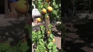 Apricot fruits