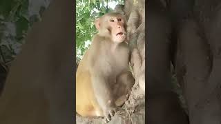 niche utar tu🤣🤣 bandar ka shorts video🐒 #funny #comedy#trendingshorts #viralvideo #shorts #monkey