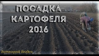 Посадка картофеля 2016 мотоблоком с культиваторным окучником дисковый окучник