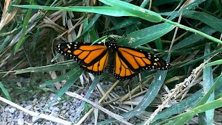 Beautiful Monarch