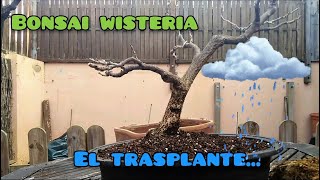 BONSAI WISTERIA🍀🌿GLICINIA🌻🍀  TRASPLANTE🌿🌻