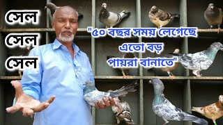 Big size high flying #giribaz_pigeon for sale near Kolkata| #pigeonforsell #pigeonvideo #kabootar