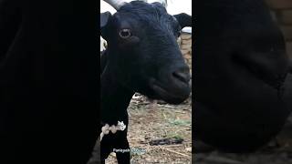 Kambing Lucu II Kambing Besar Warna Hitam II Suara Kambing Betina #shorts #viral #kambinglucu