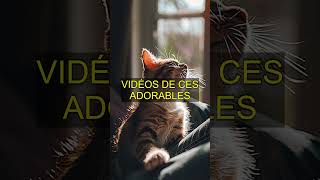 Les secrets cachés des chats pour soulager le stress : découvrez maintenant !