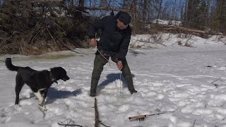 Воспитание охотничьей лайки, Бэлэх, Якутия,