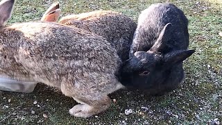 Rabbit biting another rabbit's butt