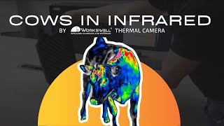 Cows in Infrared by Workswell Thermal Camera